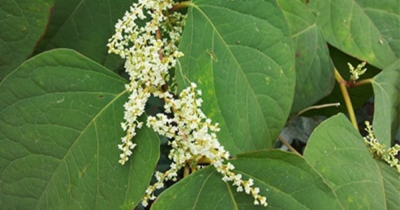 Japanese Knotweed training follows surge in cases against vendors