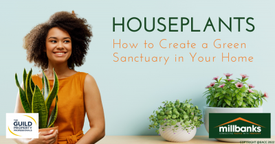 How to Keep Your Houseplants Happy