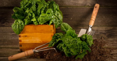 Everything you need to know for creating your own kitchen garden🥦🍅🥕