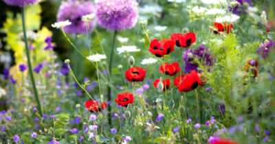 Top tips to get your outdoor space ready for Spring