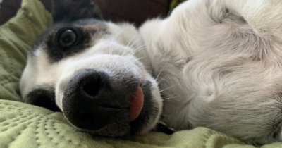 Tenant demand for pet-friendly properties on the rise🐶🐾