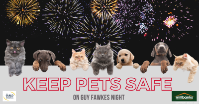 Top Tips for Keeping Your Pets Happy on Bonfire Night