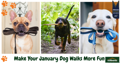 Make Your January Attleborough Dog Walks More Fun