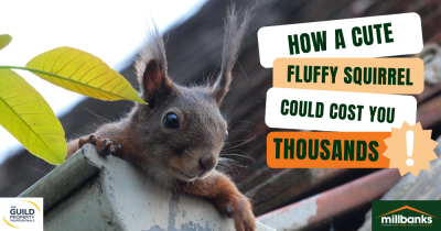 How a Cute Fluffy Squirrel Could Cost You Thousands