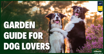 Is Your Garden as Dog-Friendly as You Think?