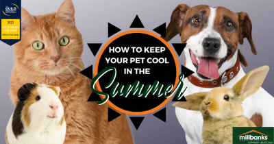 How to Protect Your Pet from the Hot Weather